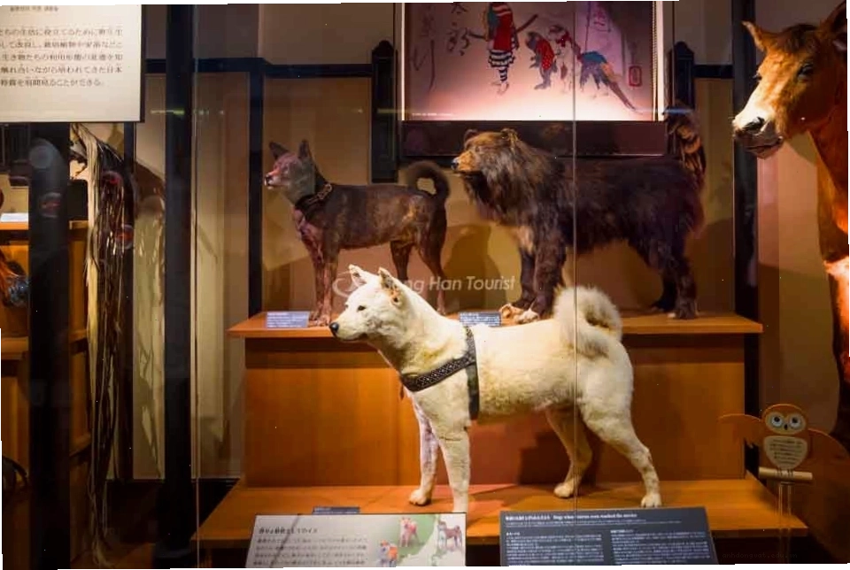 Hình ảnh gợi nhớ về câu chuyện Hachiko
