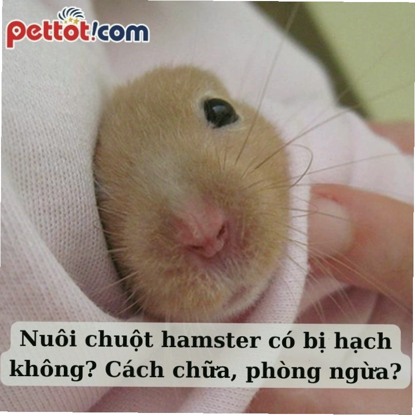 Hình ảnh minh họa hamster được chăm sóc bởi bác sĩ thú y