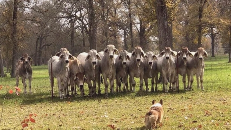 Hình ảnh một chú chó Corgi với dáng vẻ đặc trưng