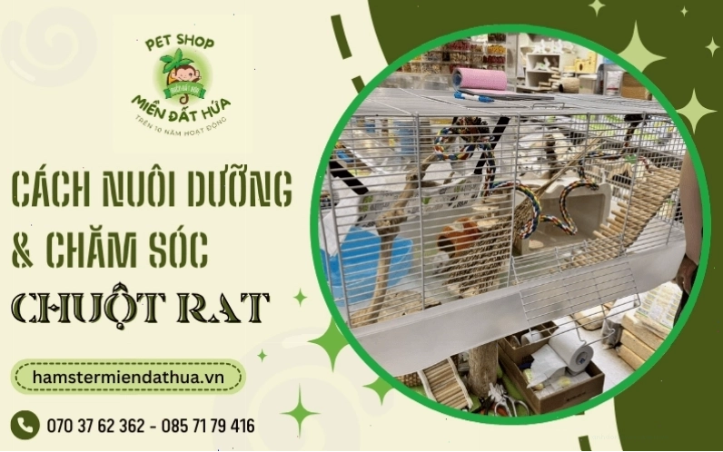 Hình ảnh một chú chuột kiểng nhỏ bé