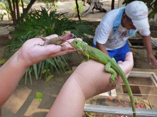 Hình ảnh Rồng Nam Mỹ Green Iguana baby giá 700k được bán tại Vietpetgarden.net