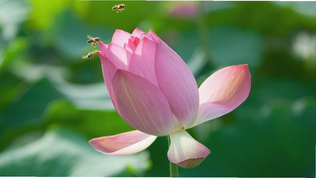 Hình ảnh thiên nhiên với cây xanh