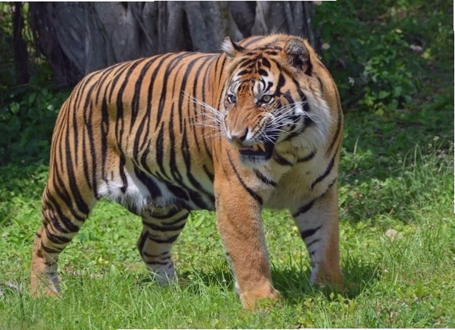 Hổ Bengal với bộ lông đặc trưng