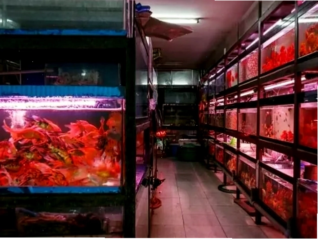 Hồ cá cảnh tại tiệm cá cảnh Thủ Đức với nhiều loại cá và cây thủy sinh