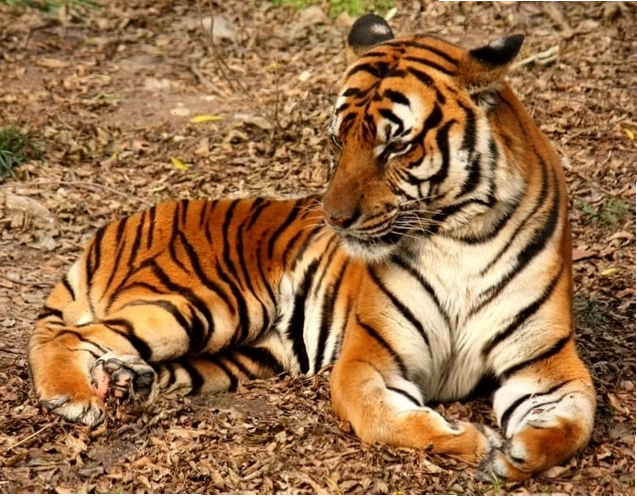 Hổ Sumatra nhỏ nhắn nhưng nguy hiểm