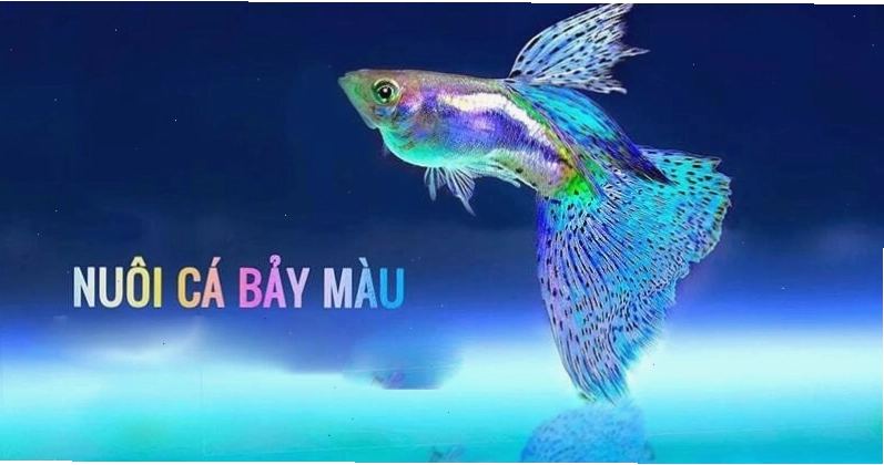 Hướng dẫn cách chăm sóc cá 7 màu khỏe đẹp