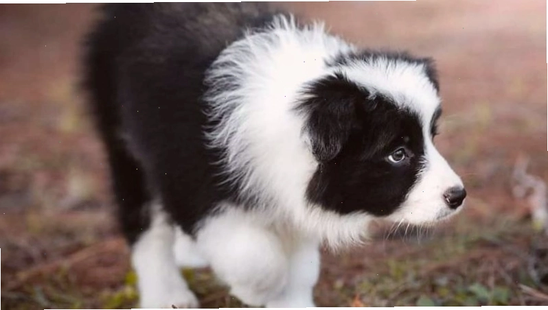 Hướng dẫn cách chăm sóc và vệ sinh lông cho chó Border Collie