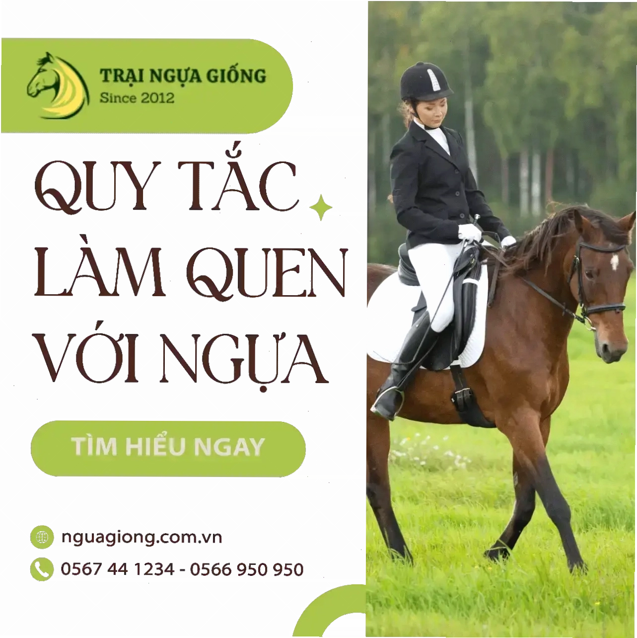 Hướng dẫn cách làm quen với ngựa Friesian