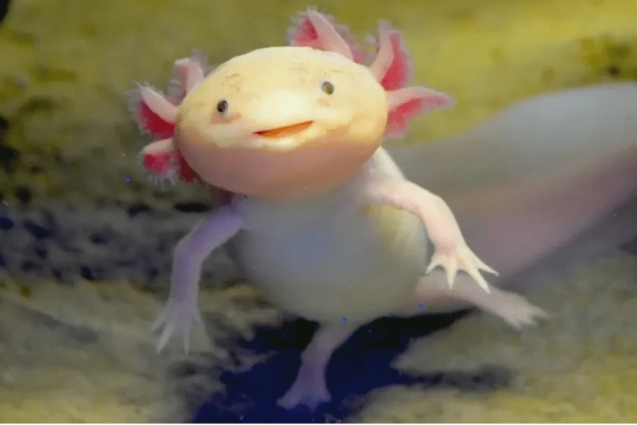 Hướng dẫn chăm sóc Axolotl toàn diện