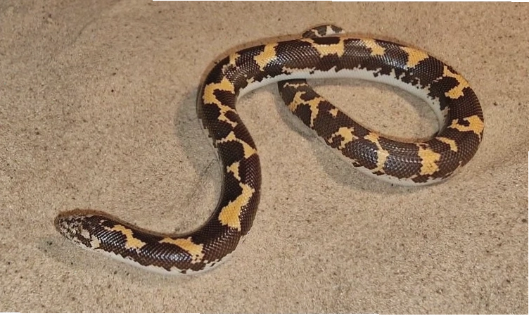Juvenile Kenyan sand boa, highlighting its coloration and texture.