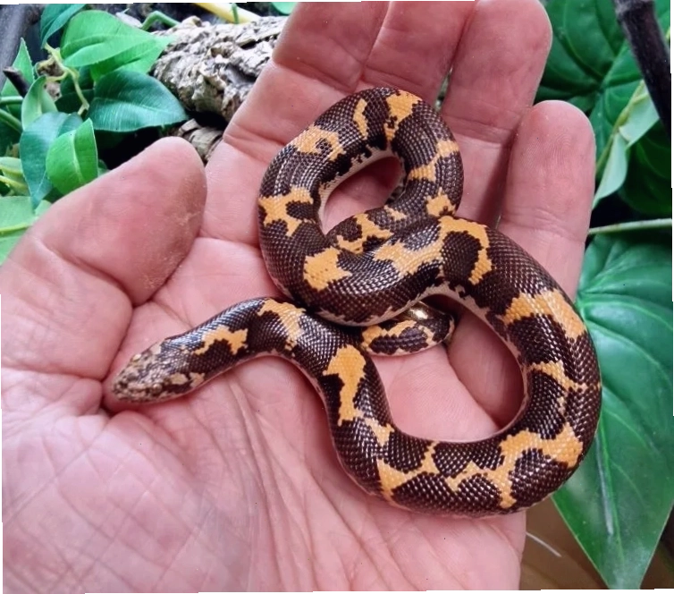 Juvenile Kenyan sand boa, showcasing its smaller size and developing patterns.