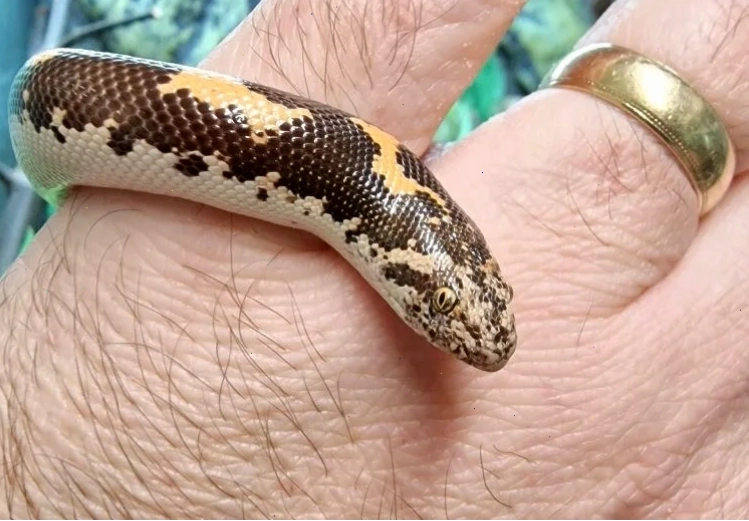 Juvenile Kenyan sand boa, showing its head shape and eye placement.