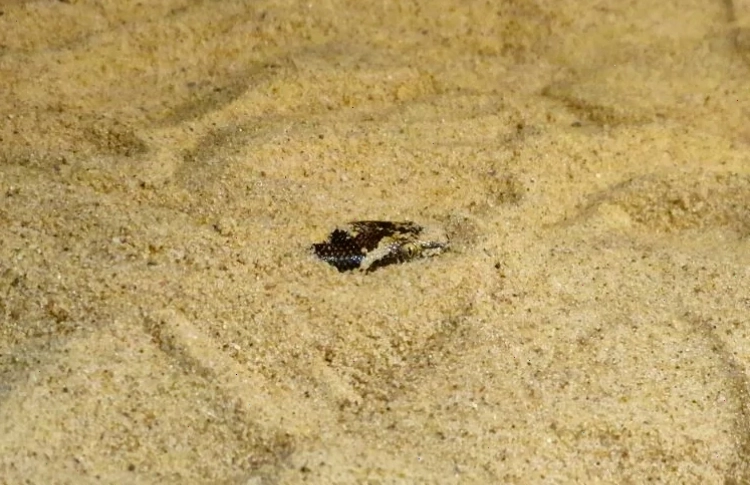 Kenyan sand boa buried in sand, demonstrating its fossorial behavior.