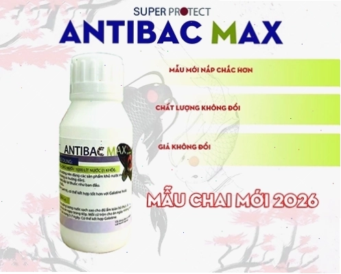 Kháng sinh cá cảnh Antibac MAX diệt khuẩn, điều trị bệnh nhiễm khuẩn, lở loét, đục mắt, thối mang cá cảnh, cá Koi