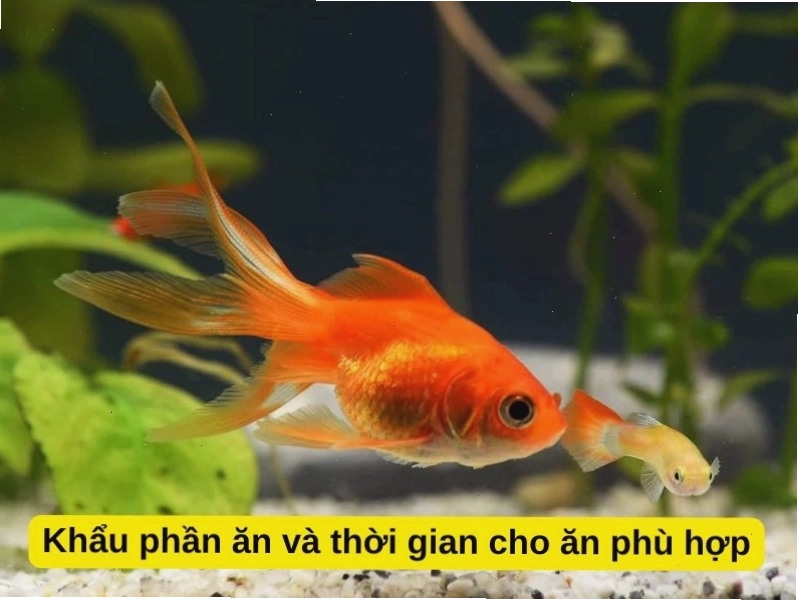 Khẩu phần và thời gian cho ăn cá vàng 3 đuôi