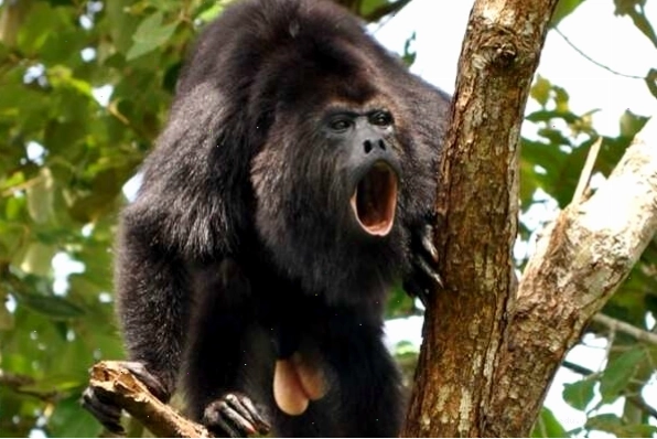 Khỉ howler đang nghỉ ngơi trên cành cây lớn