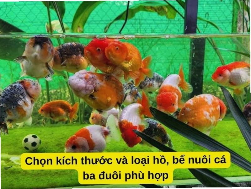 Kích thước bể nuôi cá vàng 3 đuôi phù hợp