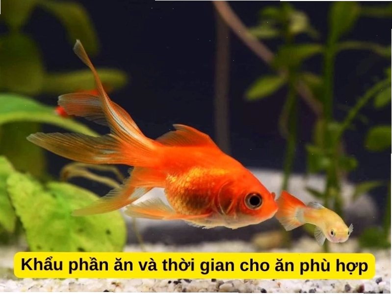 Kiểm soát khẩu phần và thời gian cho ăn để cá ba đuôi khỏe mạnh