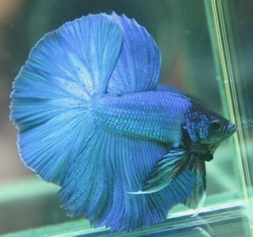 Kiểm tra sức khỏe cá Betta Halfmoon định kỳ để phát hiện sớm bệnh