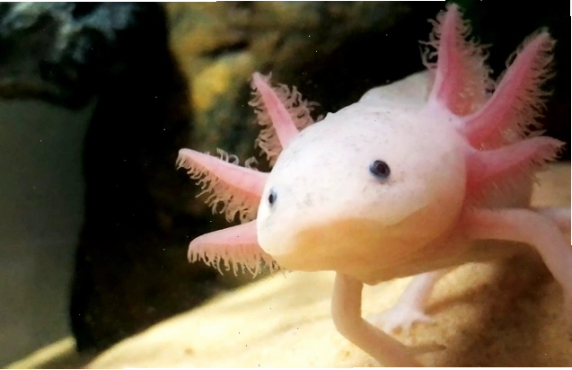 Kỳ nhông Axolotl con đáng yêu