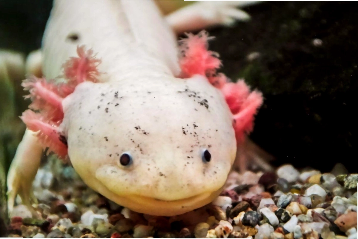 Kỳ nhông Axolotl đang ăn thức ăn viên