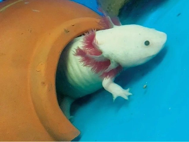 Kỳ nhông Axolotl dưới nước