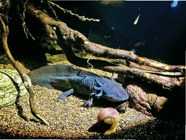 Kỳ nhông Axolotl với nhiều màu sắc khác nhau