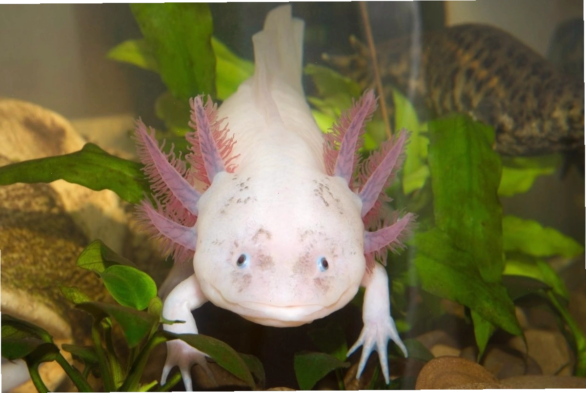 Kỳ nhông Mexico Axolotl trong môi trường nước sạch
