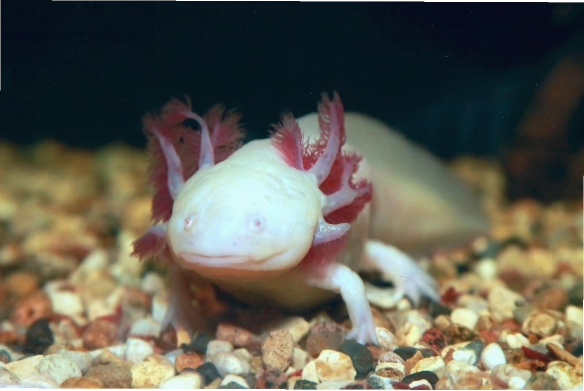 Kỳ nhông Mexico (Axolotl) với bộ mang ngoài hình lông vũ