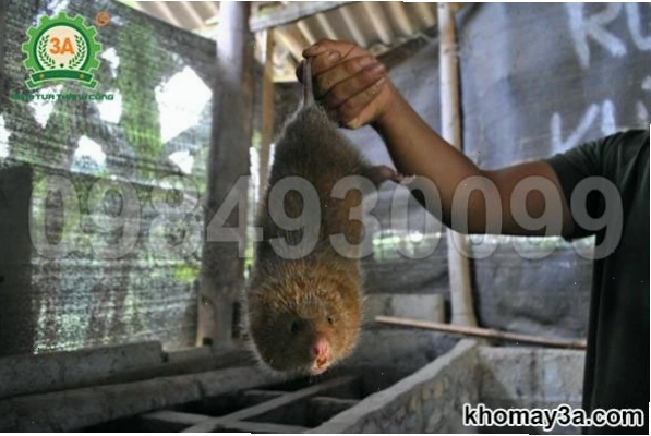Kỹ thuật nuôi dúi thương phẩm cần chú trọng đến chế độ dinh dưỡng