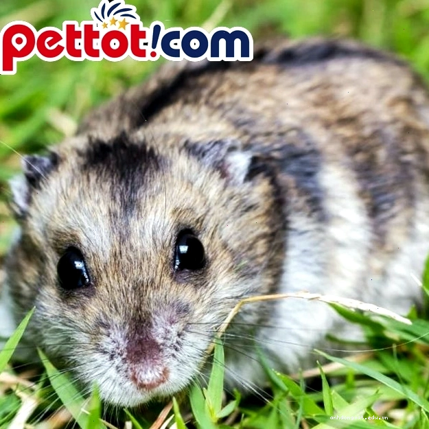 Lồng hamster được trang trí với nhiều đồ chơi và vật liệu lót chuồng