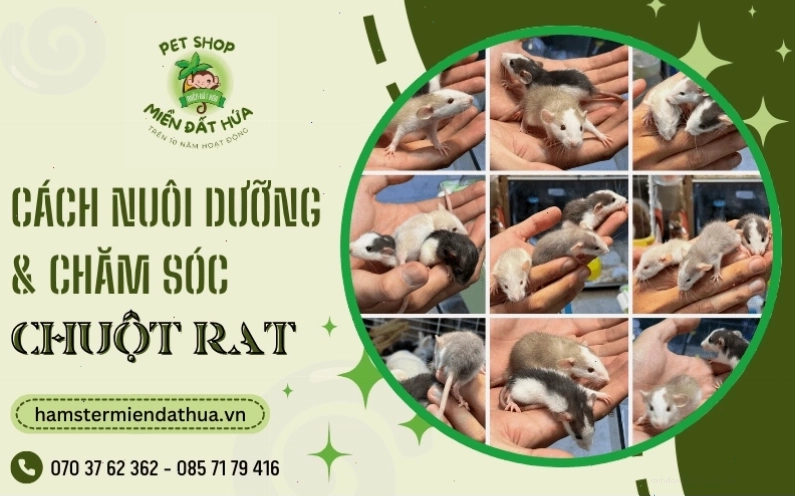 Lồng nuôi chuột Rat với đầy đủ tiện nghi