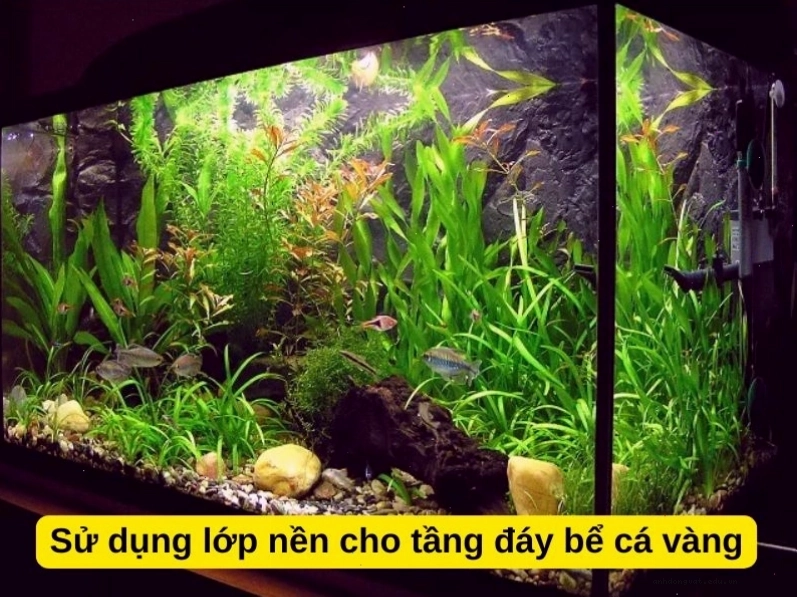 Lớp nền phù hợp giúp cải thiện môi trường sống trong bể cá vàng