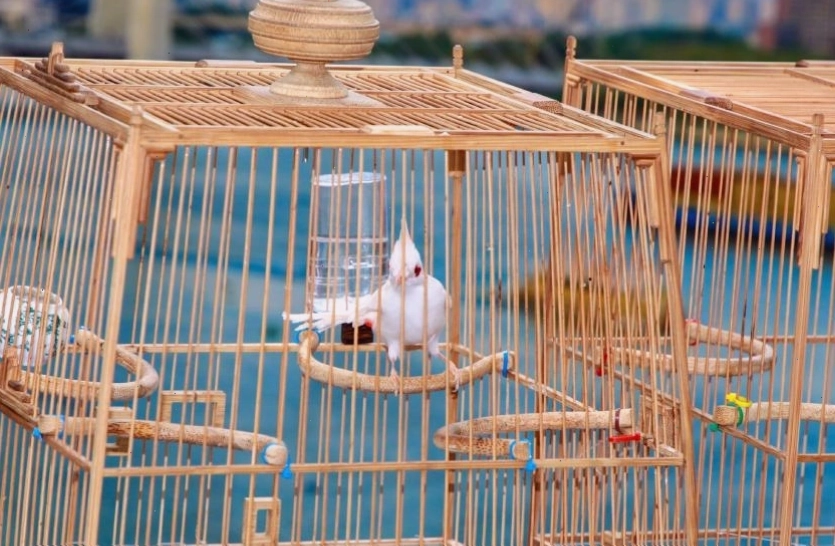Lựa chọn lồng phù hợp giúp chim chào mào thoải mái
