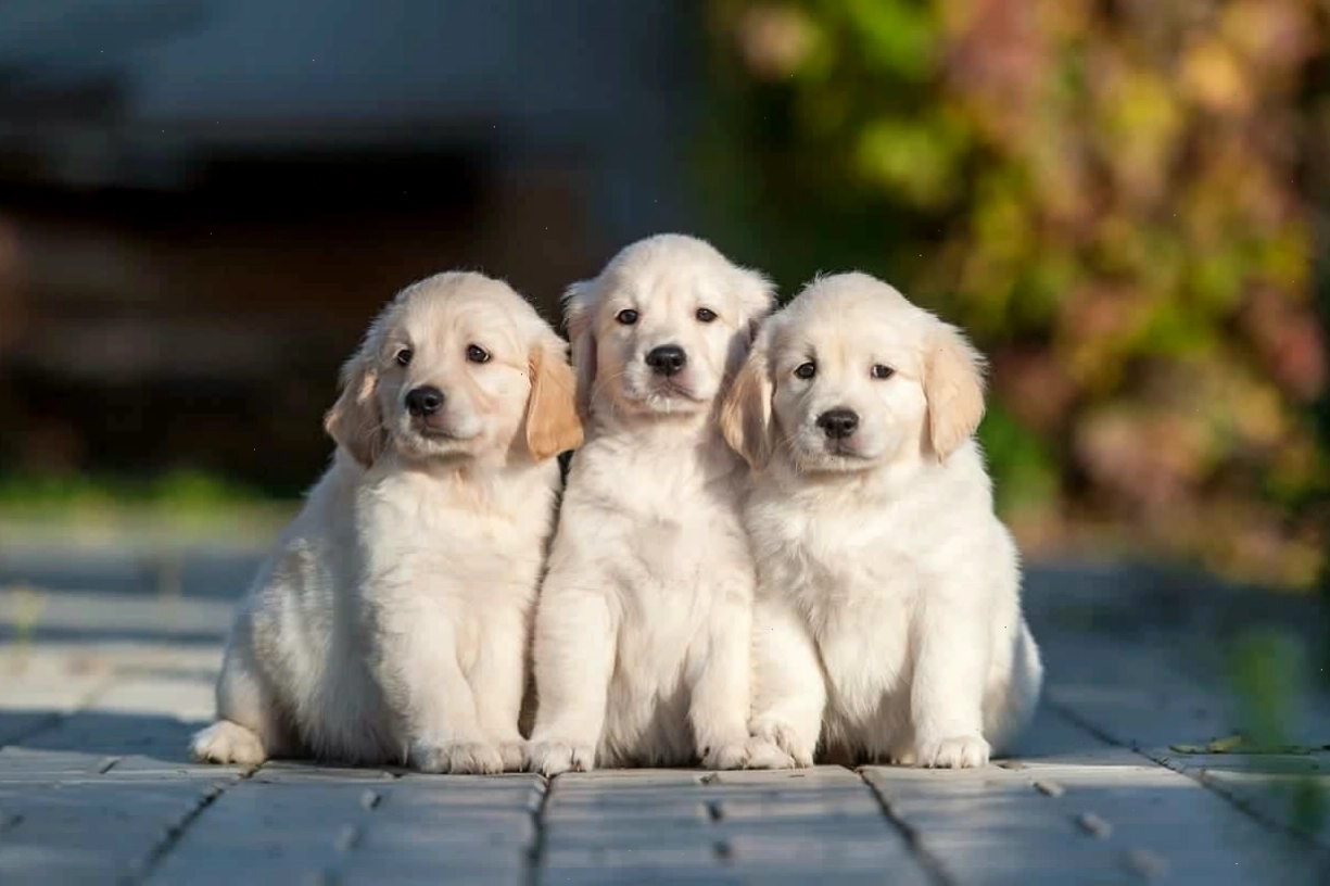 Lưu ý quan trọng khi chọn mua chó Golden Retriever