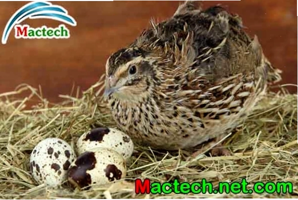 Máy ấp trứng cút tự động của Mactech