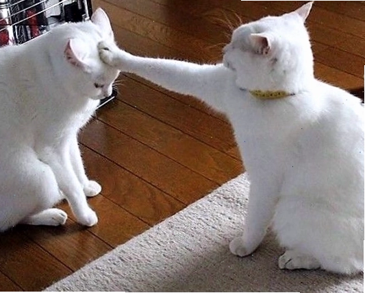 Meme mèo hài hước với biểu cảm ngơ ngác