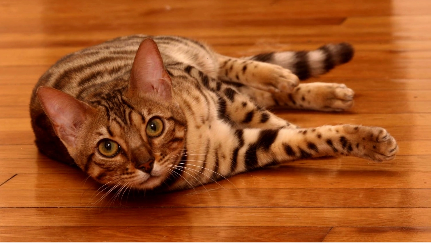 Mèo Bengal trắng ngoài trời