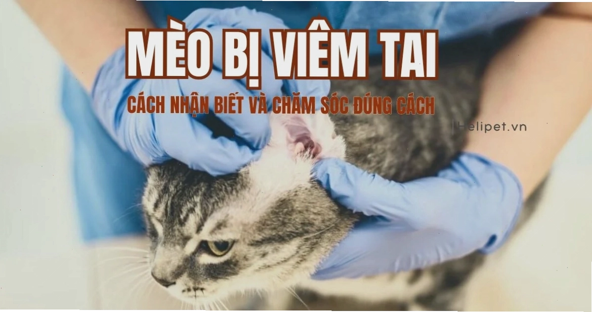 Mèo bị viêm tai: Cách nhận biết và chăm sóc đúng
