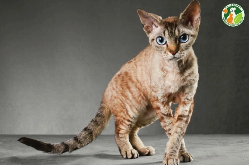Mèo Cornish Rex với dáng người mảnh mai và bộ lông xoăn óng ả