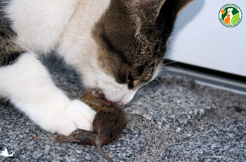 Mèo đang ngồi cạnh một con chuột đã bắt được