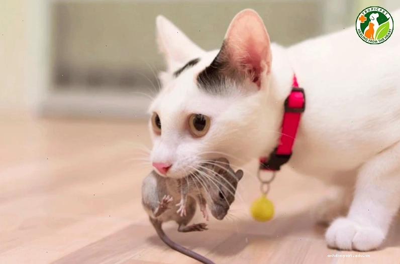 Mèo đang rình bắt một con chuột