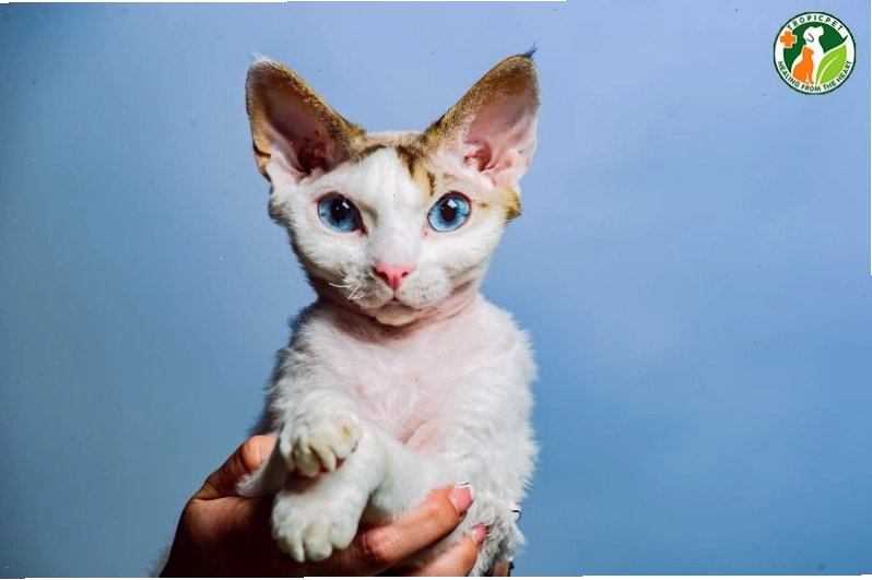 Mèo Devon Rex với bộ lông xoăn đặc trưng và đôi tai to