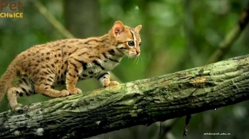 Mèo đốm gỉ (Rusty-Spotted Cat) với kích thước nhỏ bé và bộ lông lốm đốm