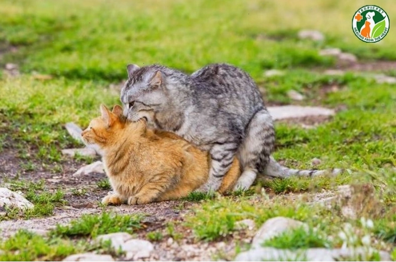 Mèo đực và mèo cái sau khi giao phối