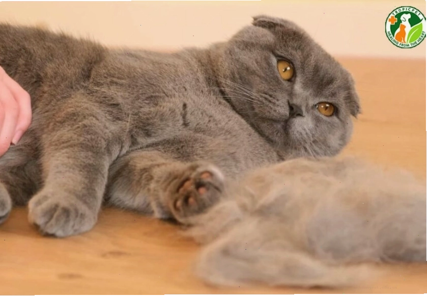 Mèo được bác sĩ thú y khám