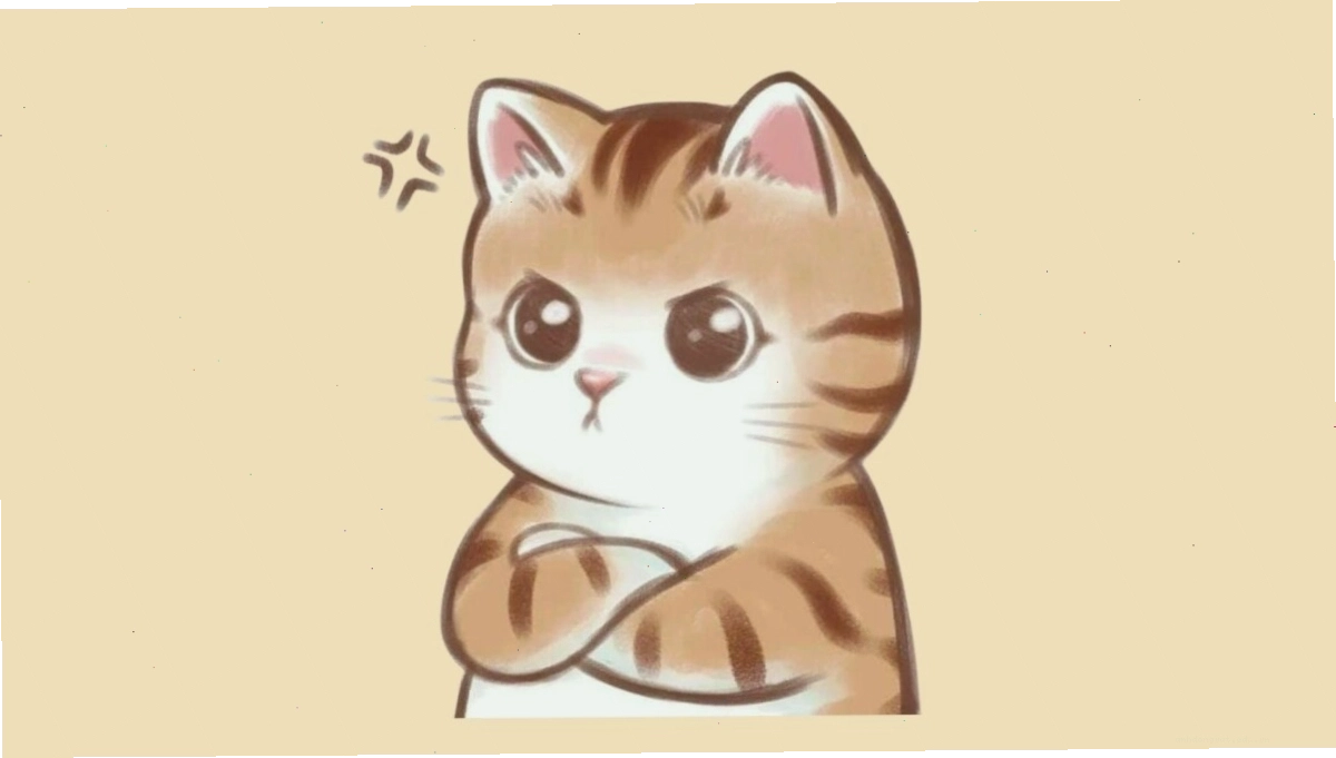 Mèo được chủ bế
