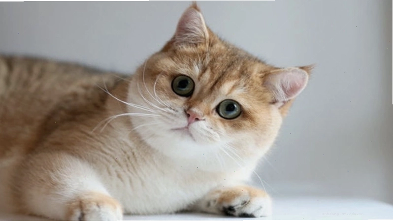 Mèo Golden với bộ lông màu vàng óng đặc trưng