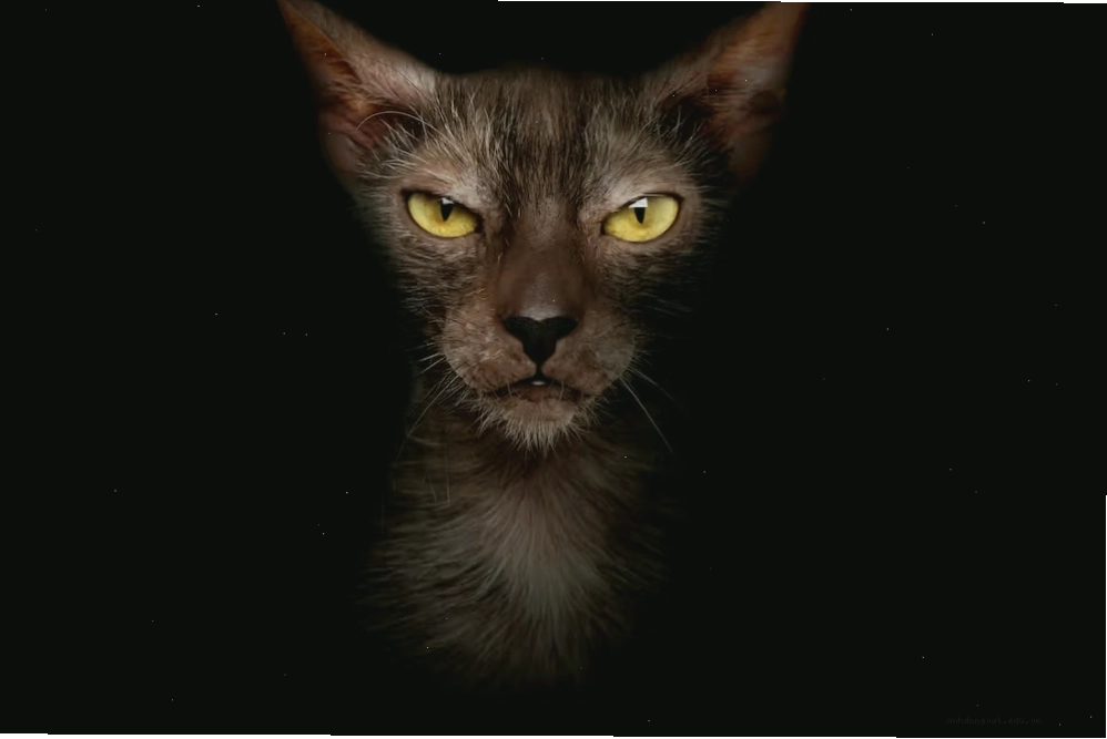 Mèo Lykoi với bộ lông đốm độc đáo