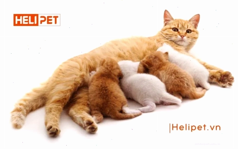 Mèo mẹ đang cho con bú